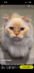Lost Female Cat last seen Hallmark, Lower Sackville, NS B4C 2L9