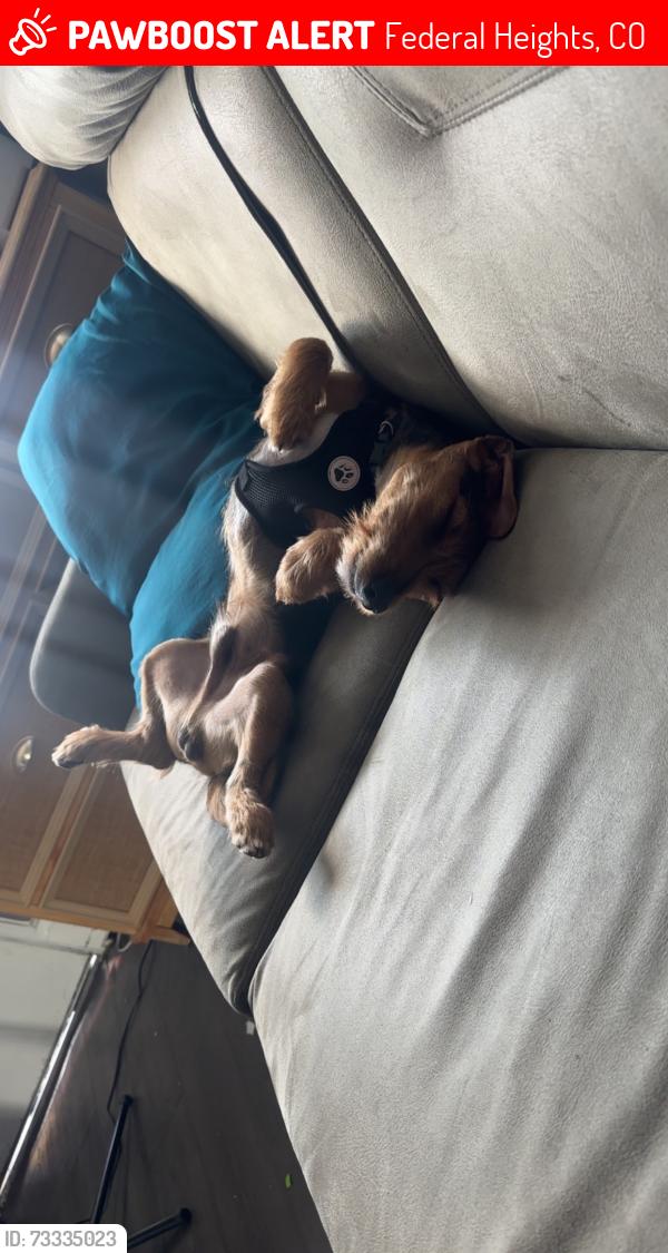 Lost Male Dog last seen Fontaine apmts, Federal Heights, CO 80260