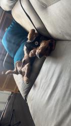 Lost Male Dog last seen Fontaine apmts, Federal Heights, CO 80260