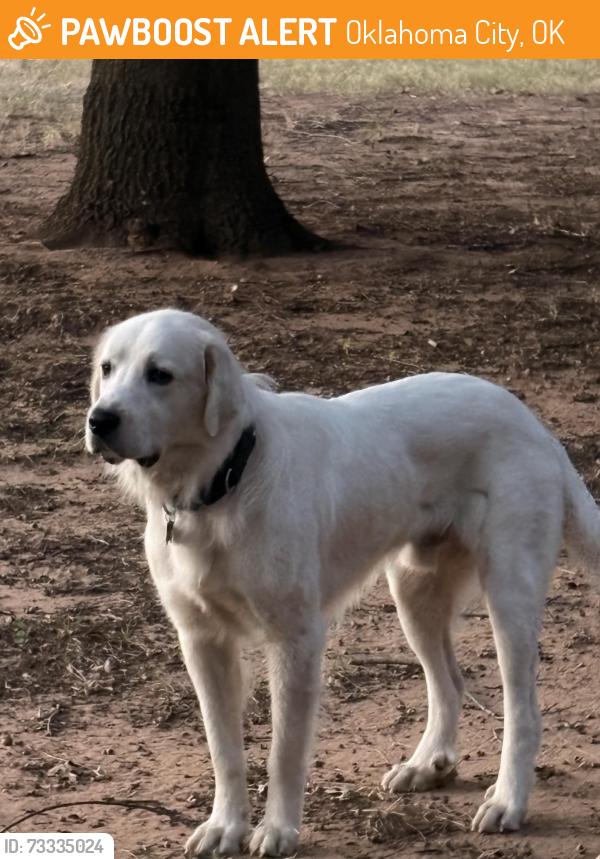 Found/Stray Male Dog last seen Midwest Blvd and Britton Rd, Oklahoma City, OK 73151