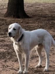 Found/Stray Male Dog last seen Midwest Blvd and Britton Rd, Oklahoma City, OK 73151