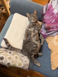Reunited Female Cat last seen 136th St and Park Drive East, adjacent to Mt Hebron Cemetery, Queens, NY 11367