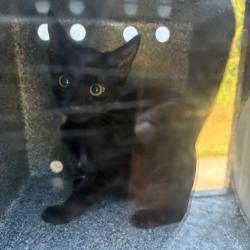 Shelter Stray Male Cat last seen , 980 Guilford College Rd, Greensboro, NC 27409, USA