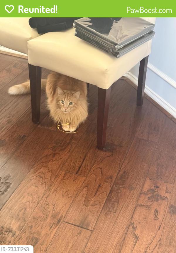 Reunited Male Cat last seen Near honeysuckle haven drive, Cypress, TX 77433