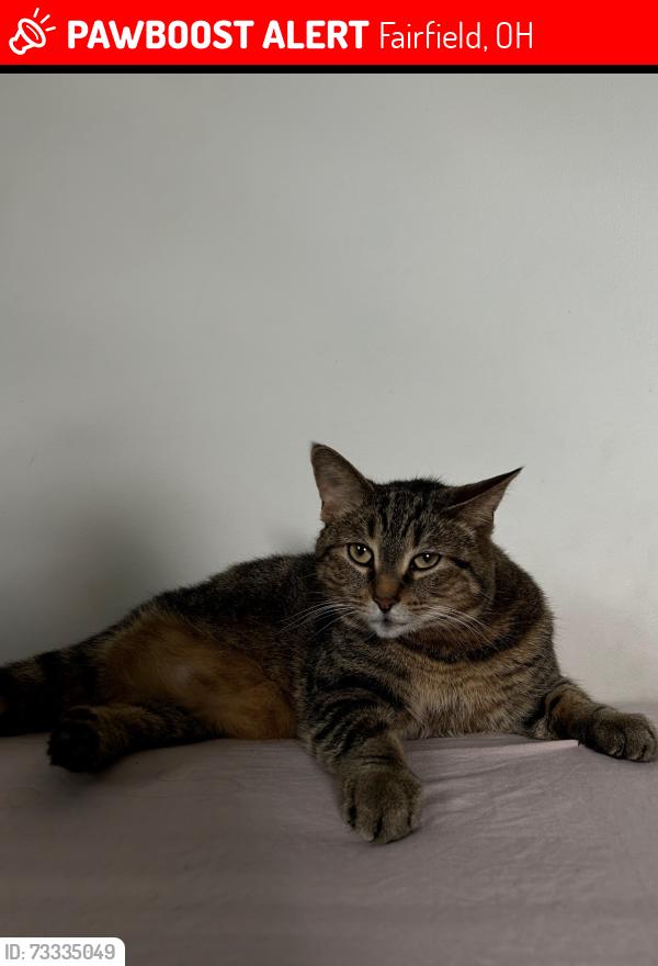 Lost Female Cat last seen Fairfield Ohio, Fairfield, OH 45014