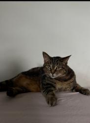 Lost Female Cat last seen Fairfield Ohio, Fairfield, OH 45014