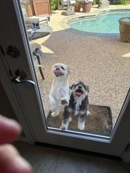 Reunited Unknown Dog last seen Senna hills and cornerstone, Plano, TX 75025