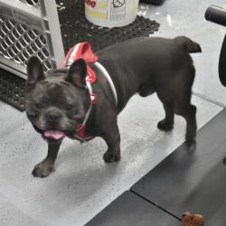 Shelter Stray Male Dog last seen , 2608 Center St, Tacoma, WA 98409, USA