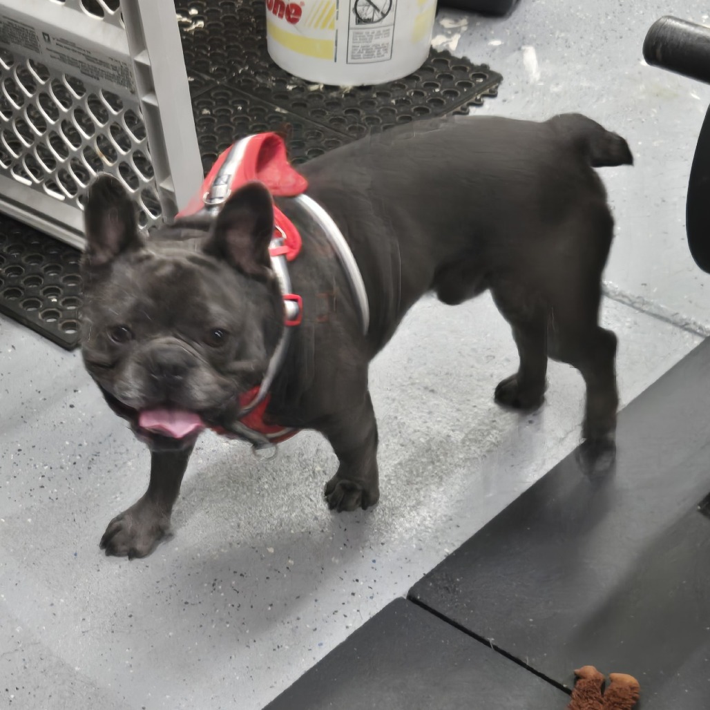 Shelter Stray Male Dog last seen , 2608 Center St, Tacoma, WA 98409, USA