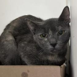 Shelter Stray Male Cat last seen , Animal Care & Control Team of Philly, 111 W Hunting Park Ave, Philadelphia, PA 19140, USA