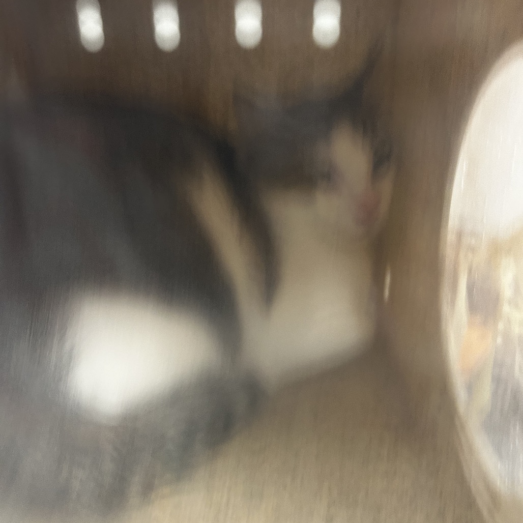 Shelter Stray Male Cat last seen , Animal Care & Control Team of Philly, 111 W Hunting Park Ave, Philadelphia, PA 19140, USA