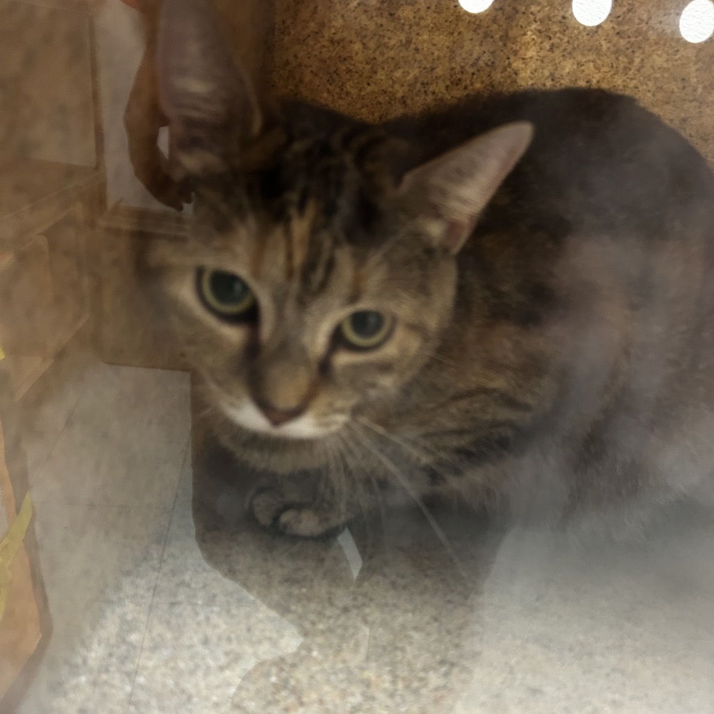Shelter Stray Female Cat last seen , Animal Care & Control Team of Philly, 111 W Hunting Park Ave, Philadelphia, PA 19140, USA