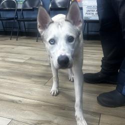 Shelter Stray Male Dog last seen , 124 Evergreen Ave, Newark, NJ 07114, USA