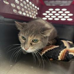 Shelter Stray Female Cat last seen , Animal Care & Control Team of Philly, 111 W Hunting Park Ave, Philadelphia, PA 19140, USA