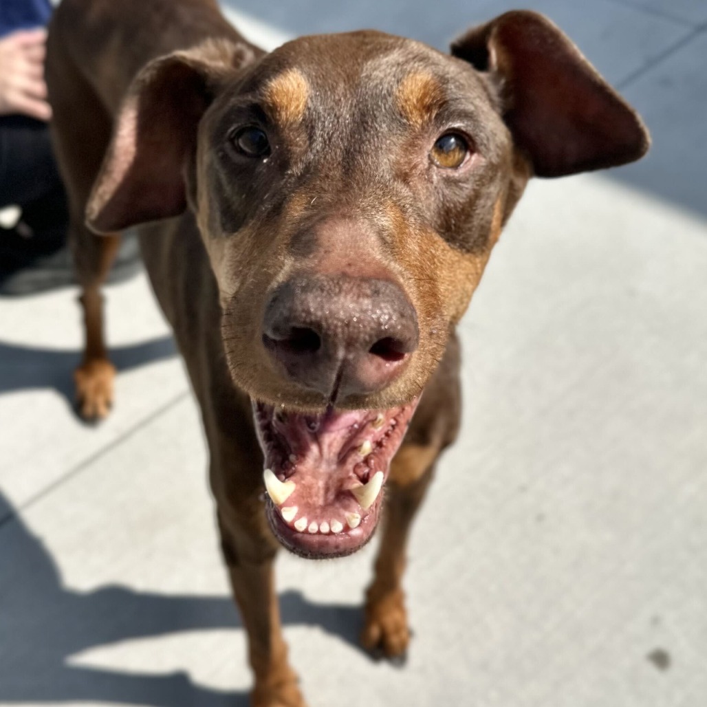 Shelter Stray Female Dog last seen , 21800 Central Ave, Matteson, IL 60443, USA