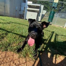 Shelter Stray Female Dog last seen , 328 Furman Hall Rd, Greenville, SC 29609, USA