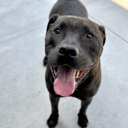 Shelter Stray Male Dog last seen , 21800 Central Ave, Matteson, IL 60443, USA
