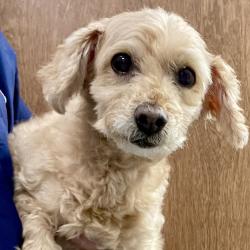 Shelter Stray Female Dog last seen , 21800 Central Ave, Matteson, IL 60443, USA