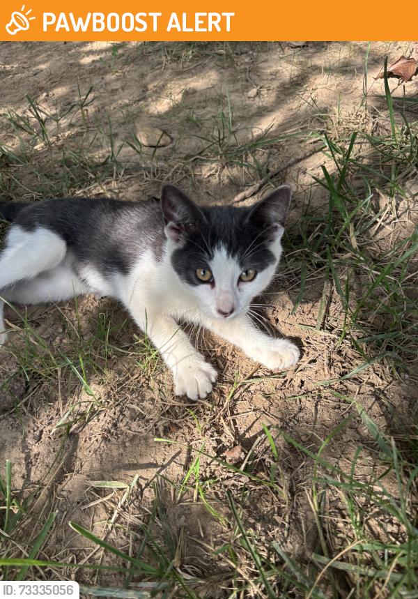 Found/Stray Unknown Cat last seen Cotswold neighborhood off Mills Gap Road, Buncombe County, NC 28704