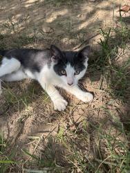Found/Stray Unknown Cat last seen Cotswold neighborhood off Mills Gap Road, Buncombe County, NC 28704