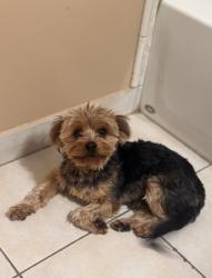 Lost Male Dog last seen White Oak and Saticoy, Los Angeles, CA 91344