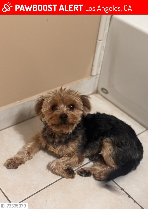 Lost Male Dog last seen White Oak and Saticoy, Los Angeles, CA 91344