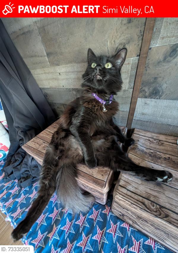 Lost Female Cat last seen Florence/Rebecca ABC TRACT, Simi Valley, CA 93063