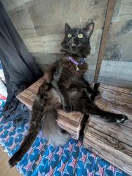 Lost Female Cat last seen Florence/Rebecca ABC TRACT, Simi Valley, CA 93063