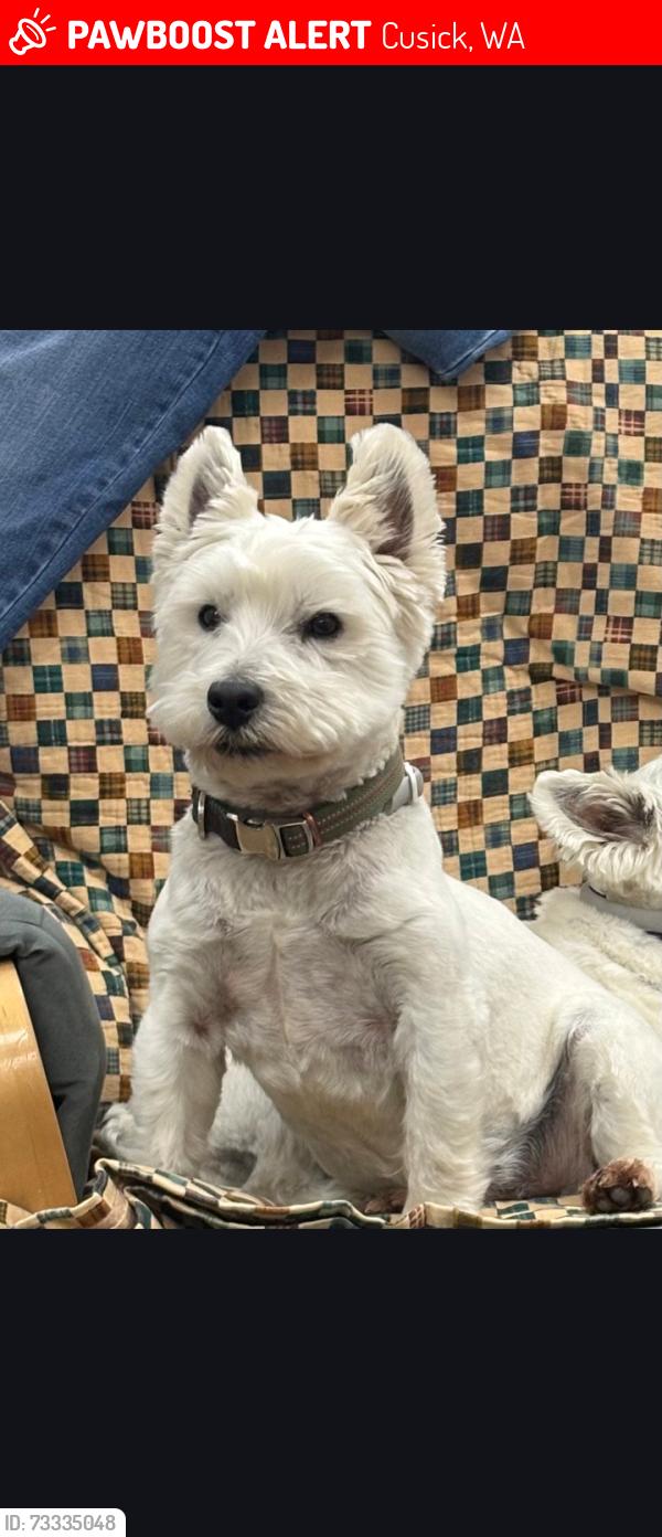 Lost Male Dog last seen Kalispell casino cusick Washington, Cusick, WA 99119