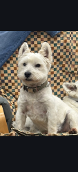 Lost Male Dog last seen Kalispell casino cusick Washington, Cusick, WA 99119