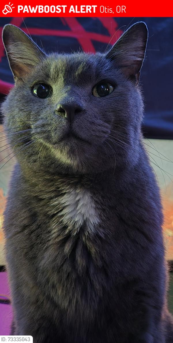 Lost Male Cat last seen Rose lodge, Otis, OR 97368