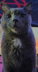 Lost Male Cat last seen Rose lodge, Otis, OR 97368