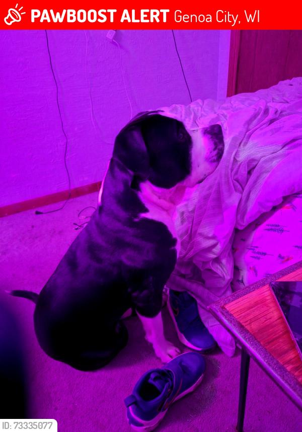 Lost Male Dog last seen Tombeau rd, around the nippersink golf course and surrounding areas, Genoa City, WI 53128