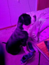Lost Male Dog last seen Tombeau rd, around the nippersink golf course and surrounding areas, Genoa City, WI 53128