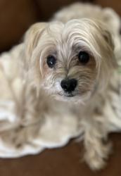 Lost Male Dog last seen Westwood Main, Bryan, TX 77807