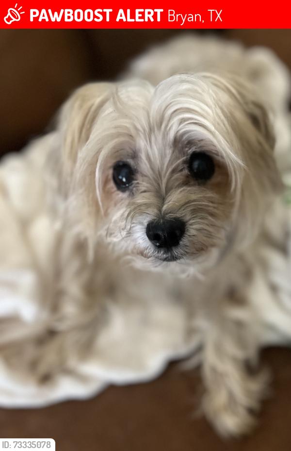 Lost Male Dog last seen Westwood Main, Bryan, TX 77807
