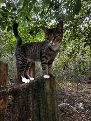 Reunited Female Cat last seen Porter rd and 105 east, Conroe, TX 77301