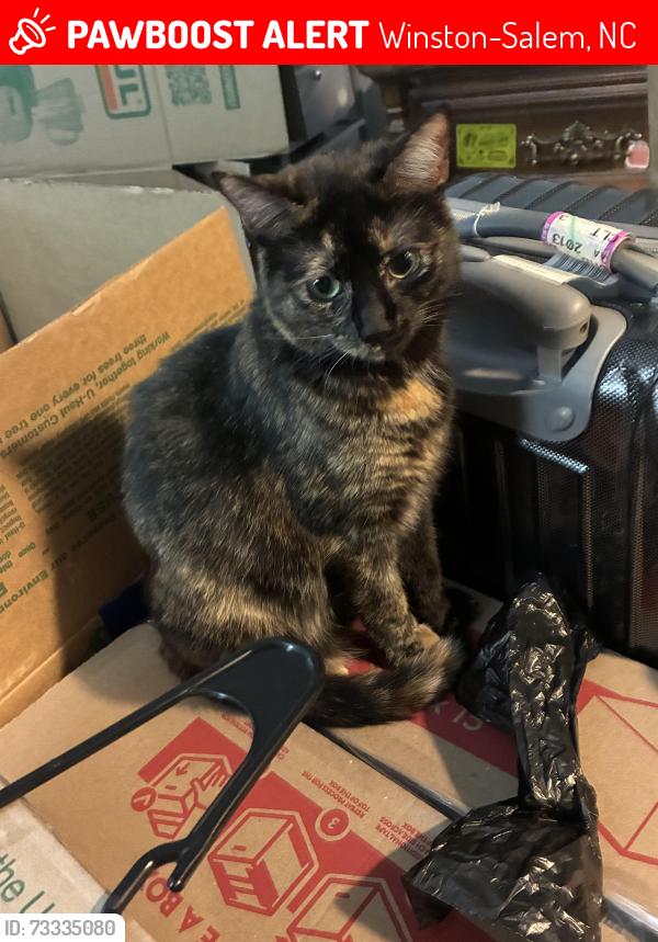 Lost Female Cat last seen Mt tabor high school, Winston-Salem, NC 27106