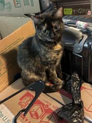 Lost Female Cat last seen Mt tabor high school, Winston-Salem, NC 27106