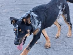 Reunited Male Dog last seen Guthrie near Bosque, Waco, TX 76702