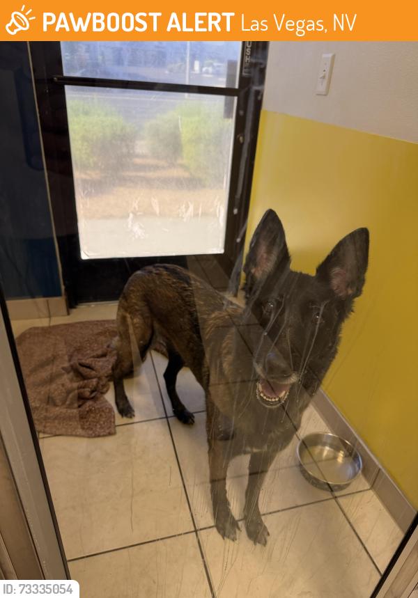 Found/Stray Female Dog last seen S hualapai way, peace way and S Fort Apache, Las Vegas, NV 89149