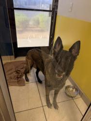 Found/Stray Female Dog last seen S hualapai way, peace way and S Fort Apache, Las Vegas, NV 89149