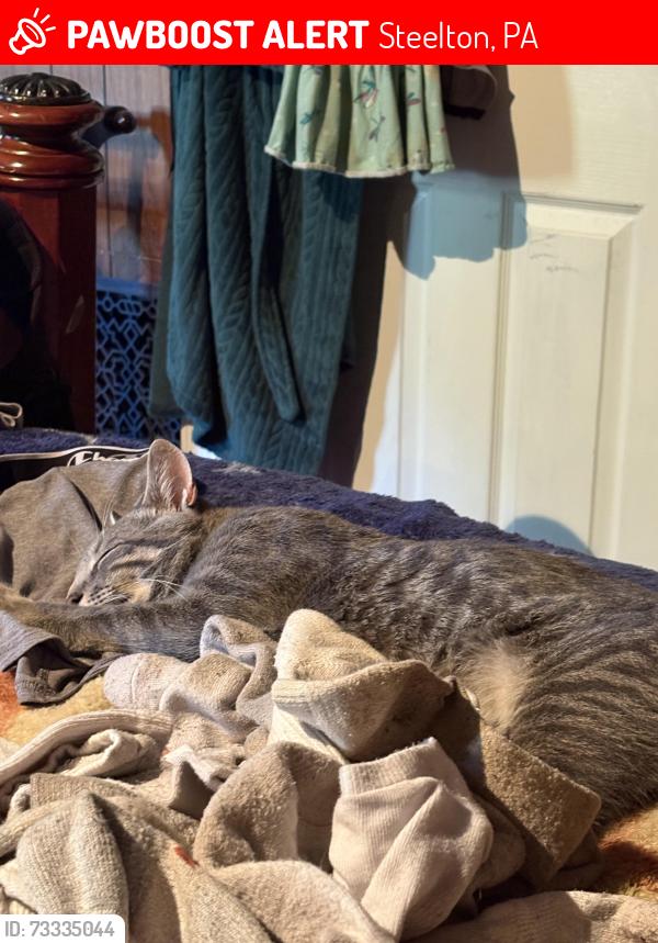 Lost Male Cat last seen Hegie/front st, Steelton, PA 17113