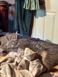 Lost Male Cat last seen Hegie/front st, Steelton, PA 17113
