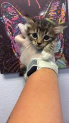 Shelter Stray Female Cat last seen Bexar County, 3353 Morningside Dr, New Braunfels, TX 78132, USA