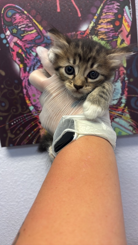 Shelter Stray Female Cat last seen Bexar County, 3353 Morningside Dr, New Braunfels, TX 78132, USA