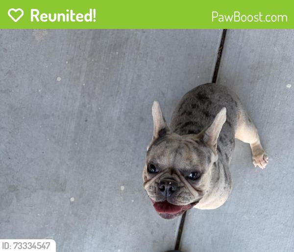 Reunited Female Dog last seen North Decatur and Kansas Ave, Las Vegas, NV 89107
