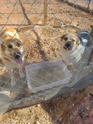 Found/Stray Unknown Dog last seen 339th and Indian School Road, Tonopah, AZ 85354