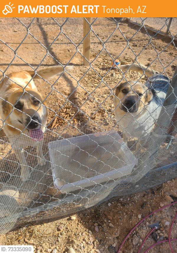 Found/Stray Unknown Dog last seen 339th and Indian School Road, Tonopah, AZ 85354