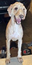 Reunited Male Dog last seen South Billings Drive, Herriman, UT 84096